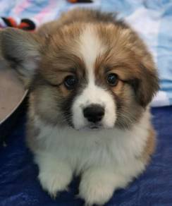 F3173 Heart-melting Corgi Cute Fluffy Butt Puppy P
