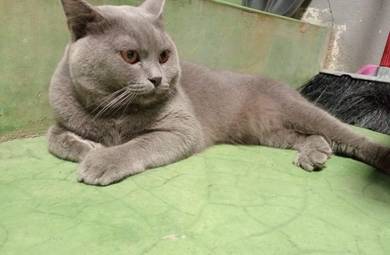 British Shorthair pure breed full vaksin 