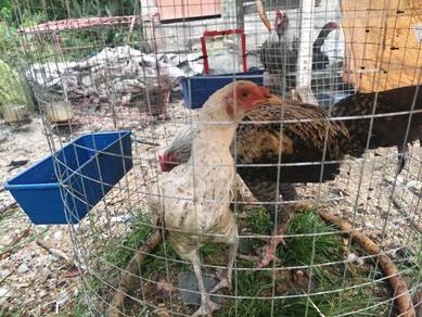 Ayam Kampung/Siam