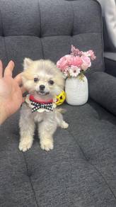 Mini Pomeranian 🌸 Shedding season (1kg only) Female F-