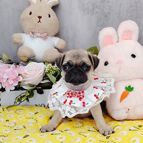 Pug