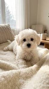 Bubble of love Poochon small fluffy curly coat bic