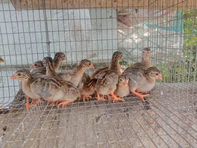 anak ayam api