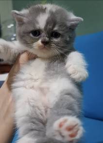 BSH female kitten