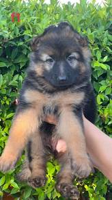 German shepherd puppy