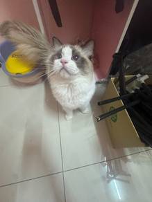 ragdoll
