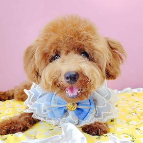 Poodle