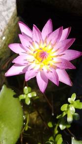 Water Lily (Flower Pink Colour)