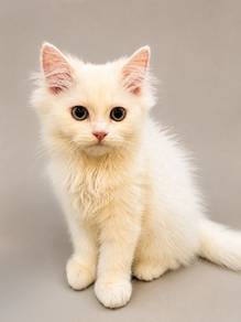 BLH Female White