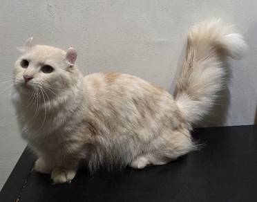 kinkalow munchkin short leg with flip ear