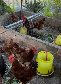 Induk ayam penelur RIR