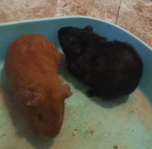 guine pig (arbok)
