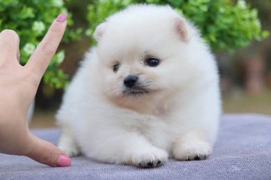 Pomeranian
