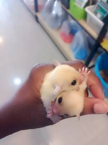 Sugar Glider for sale