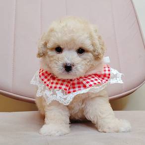 Poodle