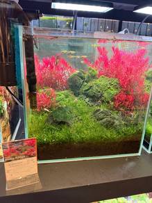 Planted Aquarium Cantik