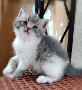 British Shorthair Kitten