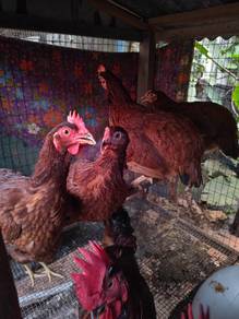 Ayam RIR 