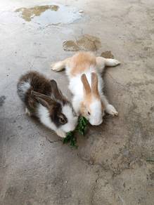 Rabbit