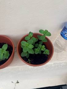 Fresh Mint Plant