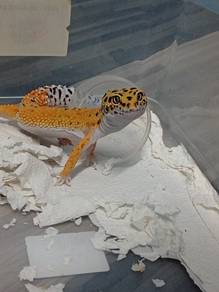 leopard gecko 