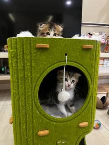 Ragdoll x Scottish Fold