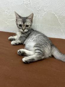 munchkin supershort leg