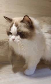 Ragdoll High Quality Male kitten import China