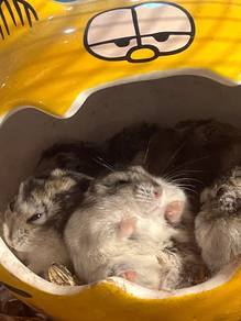 Winter white normal Hamster