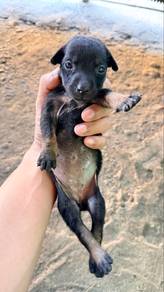 pupplies female