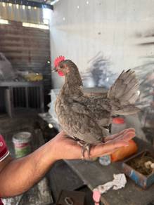 Ayam serama