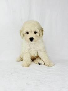 White Colour Poodle