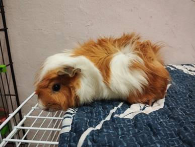 Guinea pig betina 