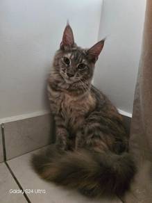Mainecoon rare tortie colour