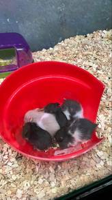 syrian hamster