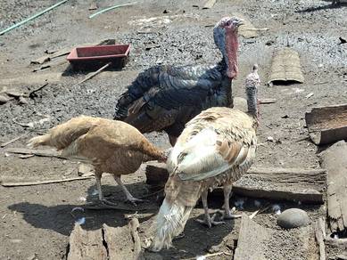 Ayam Belanda Jantan