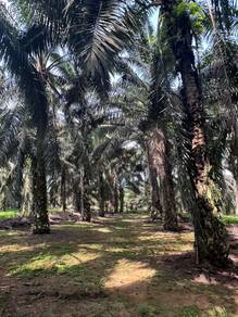 Agricultural Land in Kota Tinggi, JHR