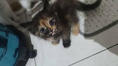 Re-home with fee