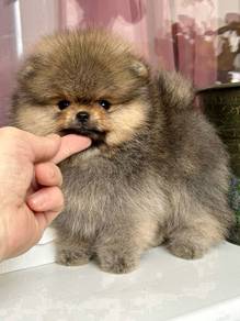 H33_P34 bear face Tiny Pomeranian brown hair