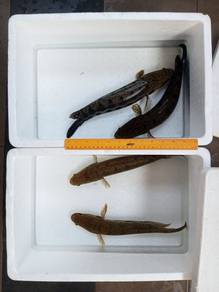 Ikan Bujuk Channa Lucius