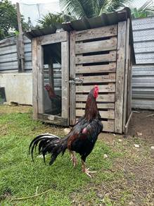 ayam pama