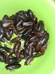 dubia lipas 