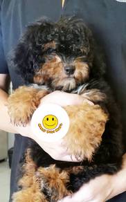 PP601 Toy Poodle black tan haired puppy