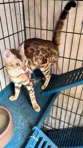 Bengal Jantan dan Betina