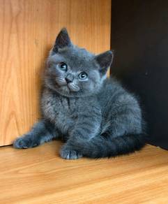 British shorthair 