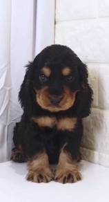 J0520 English Cocker Spaniel Cute Floppy Ear Puppy