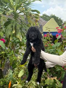 Giant poodle