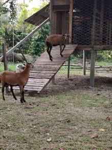 kambing sepasang
