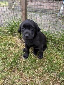 black color Labrador retrieves