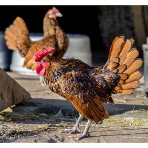 Anak ayam batik gold chick chicken bird 